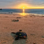 sea turtle under sunset tioman
