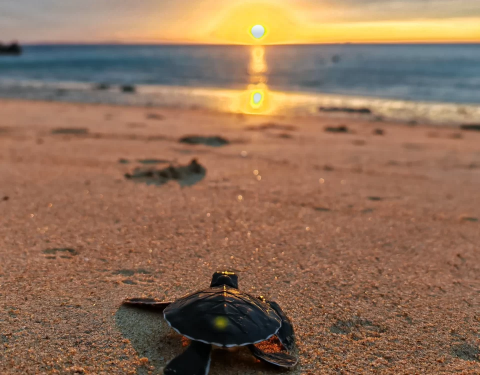 sea turtle under sunset tioman