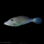 Discover the Enchanting Filefish