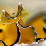 Discover the Fascinating Pseudobiceros flowersi Flatworm of Tioman Island