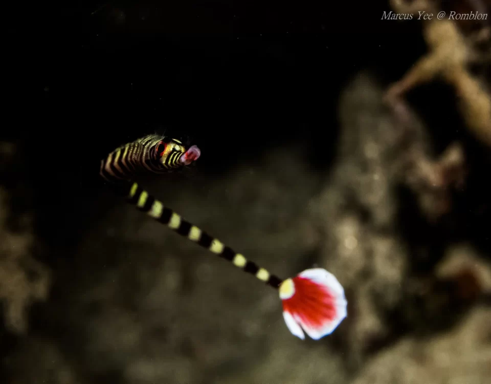 Dive into the Unknown The Exciting Journey of an Open Water Diver