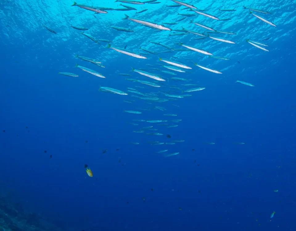Encountering Marine Life in Tioman A Diver's Dream