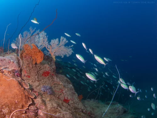 Experience a Thrilling New World Start Your Open Water Diver Journey Today