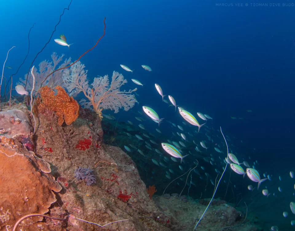 Experience a Thrilling New World Start Your Open Water Diver Journey Today