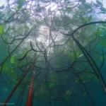 Explore Tiomans Mangrove Forests A Hidden Gem of Biodiversity