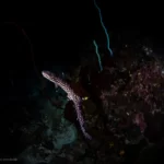 Meet the Mysterious Coral Cat Shark