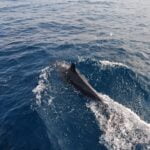 Sailing with Dolphin at Tioman Island