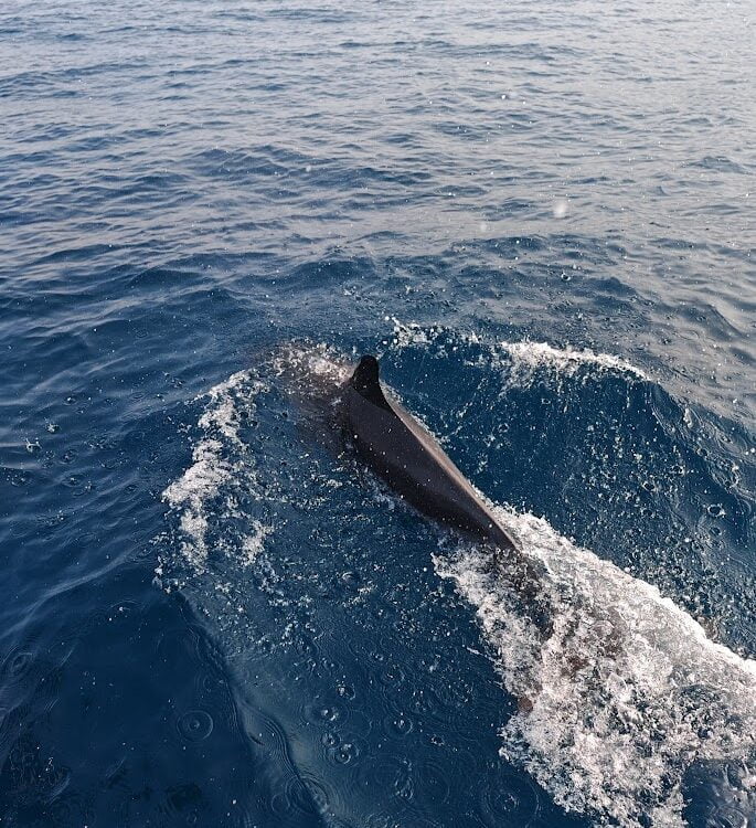 Sailing with Dolphin at Tioman Island