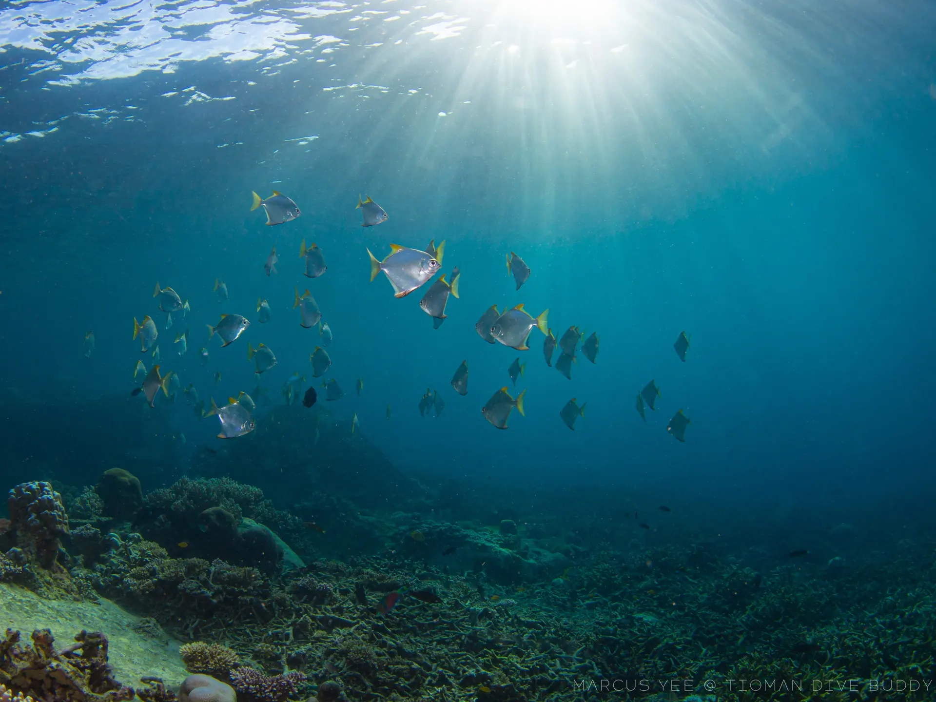 Tioman Underwater Photography Showcase