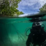 Uncover the Mysteries of Tioman's Mangrove Forests