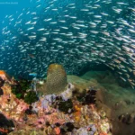 Vibrant Coral Reefs and Colorful Fishes Exploring Tioman Underwater