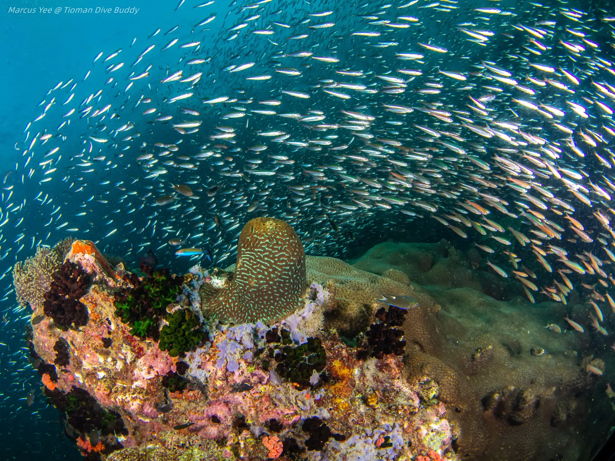 Vibrant Coral Reefs and Colorful Fishes Exploring Tioman Underwater