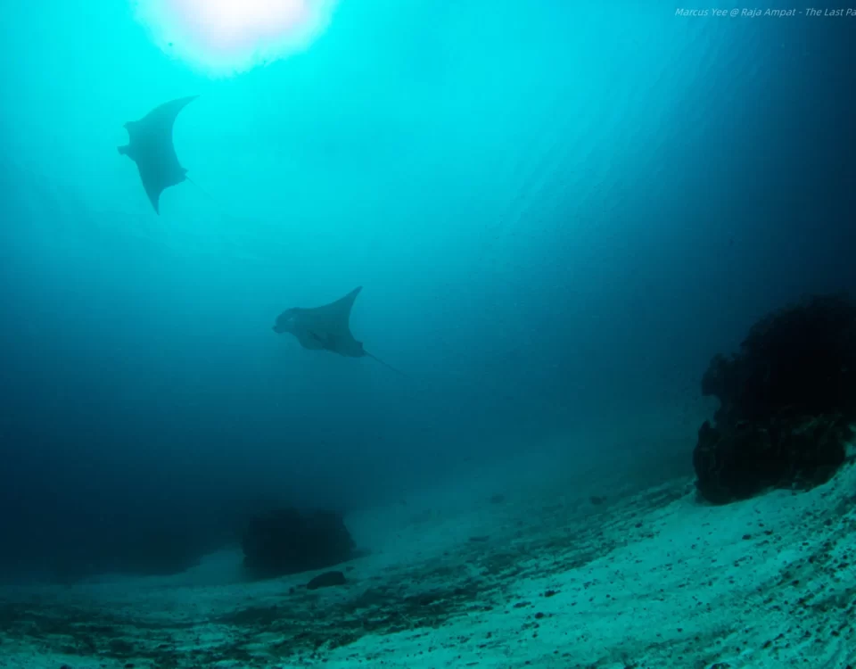 Why the Open Water Diver Course Is Essential for Every Ocean Enthusiast
