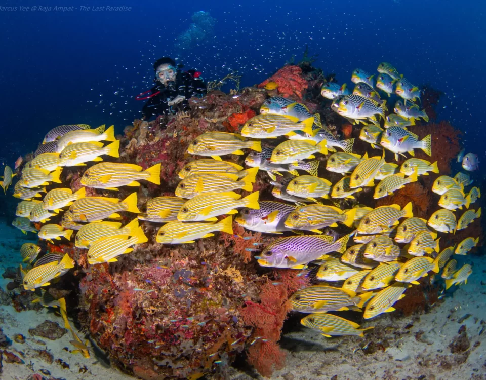 Diving License Malaysia