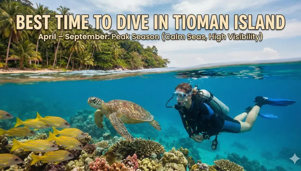 Split-level view of Tioman Island showing a scuba diver and turtle underwater, highlighting the peak diving season from April to September.